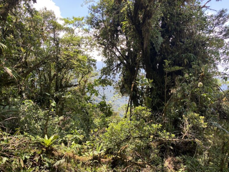 How to hike the El Pianista trail, Boquete, Panama