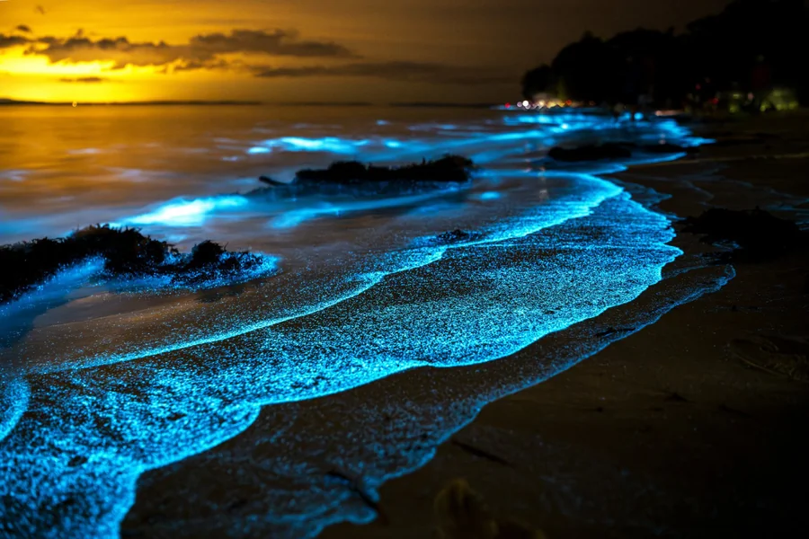Bioluminescent Plankton