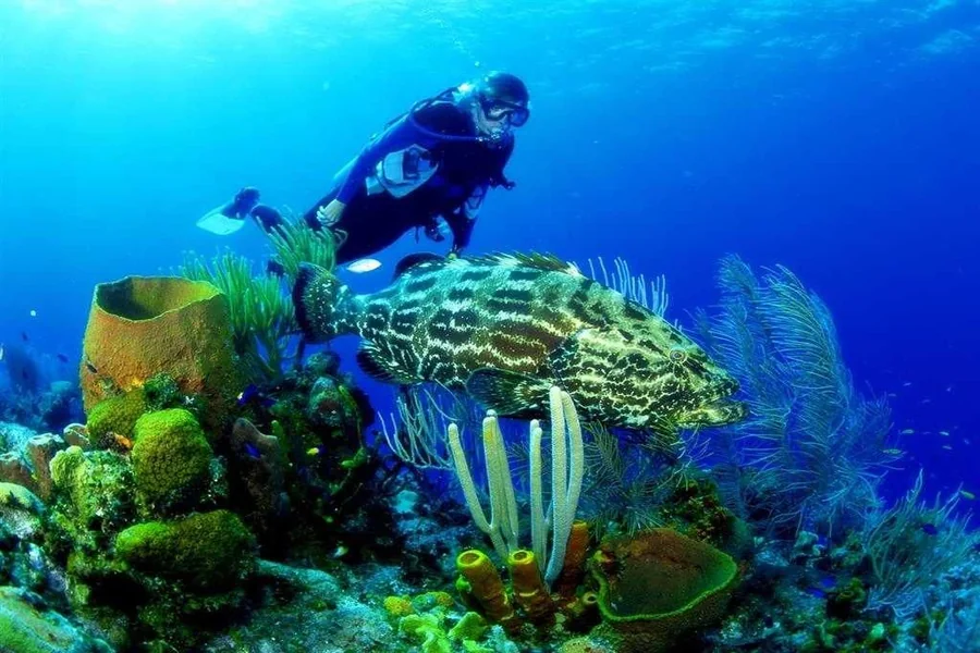 Diving Nha Trang