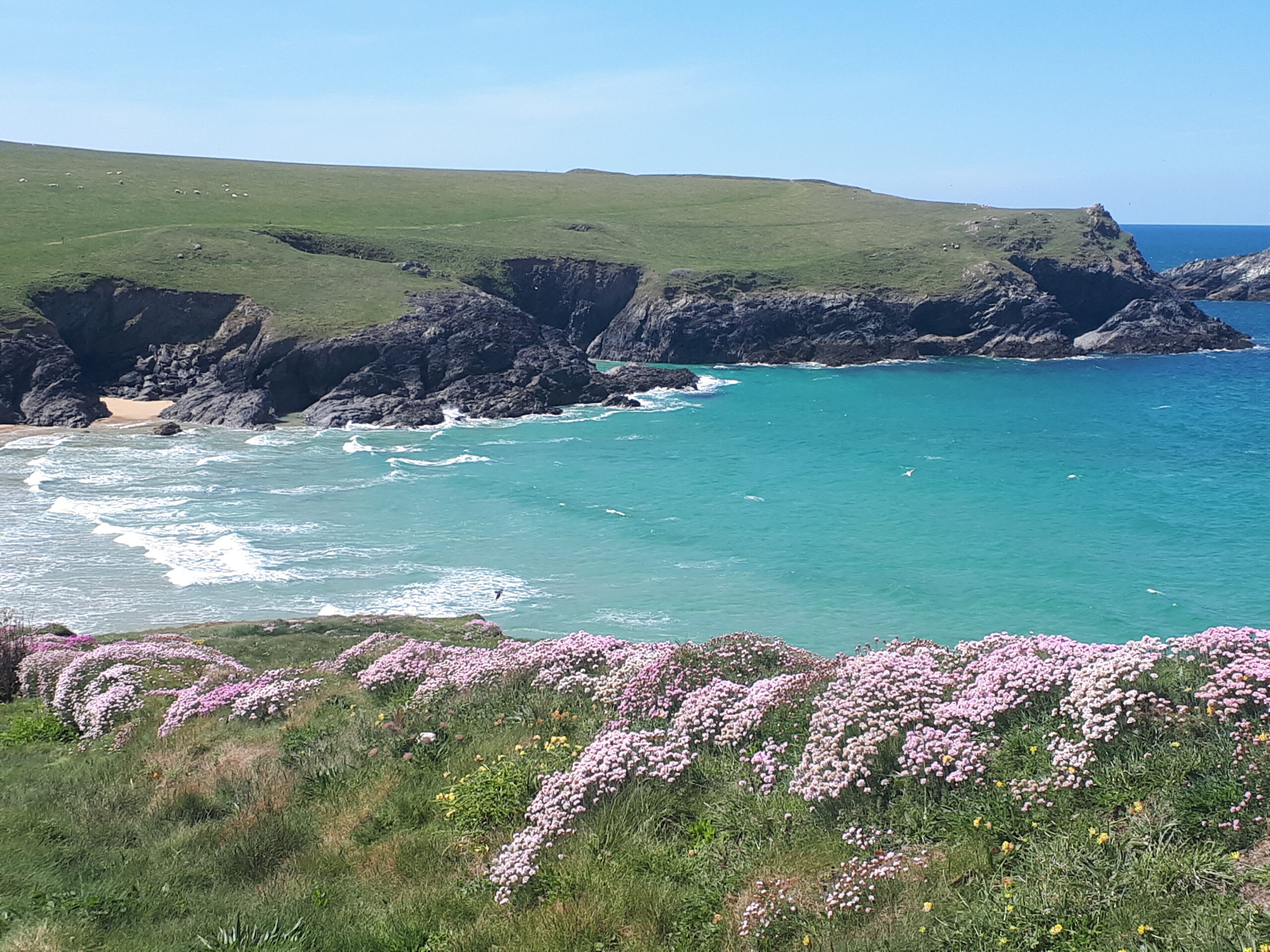 Polly Joke